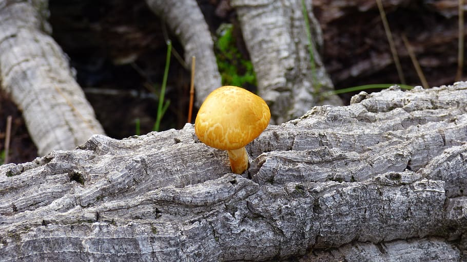mushroom, tree, trunk, autumn, yellow, focus on foreground HD wallpaper