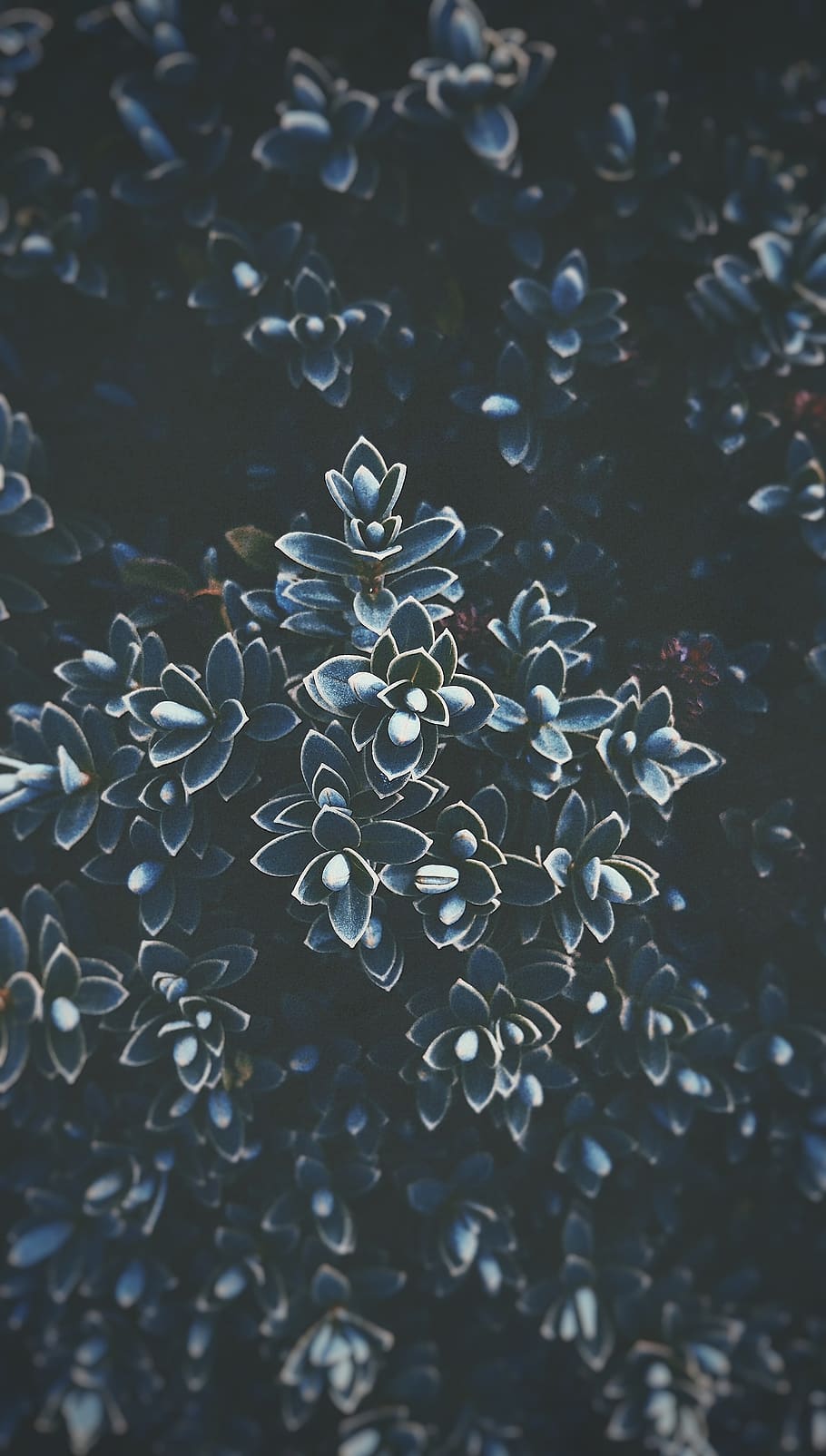 no people, selective focus, close-up, full frame, backgrounds HD wallpaper