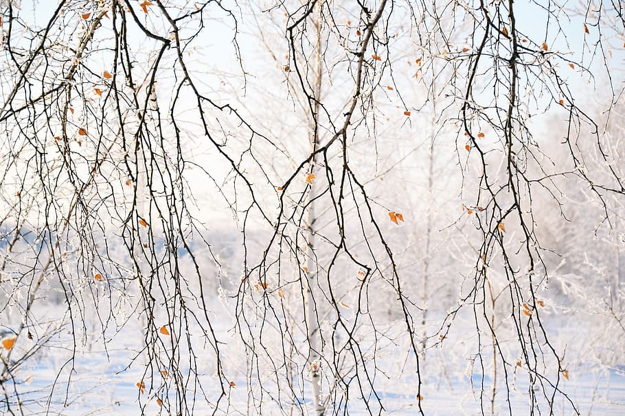 branch, birch, nature, forest, winter, frost, cold, leaves HD wallpaper