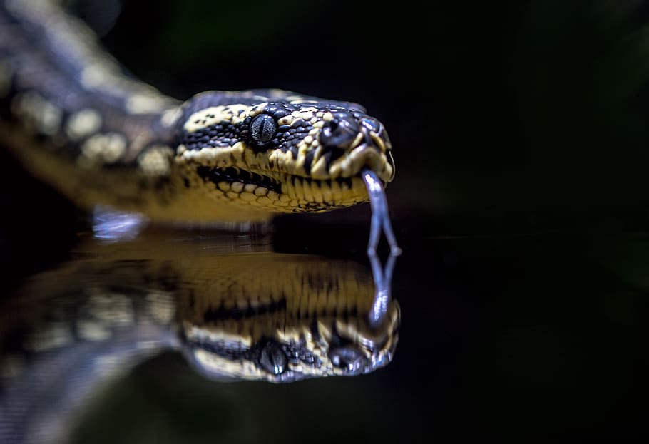 beige and black snake, animal themes, one animal, animal wildlife HD wallpaper
