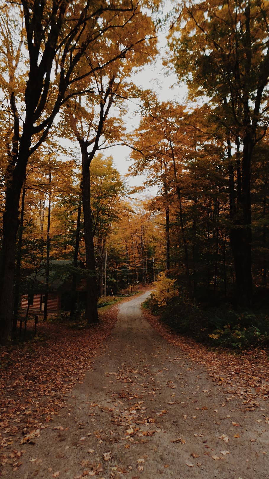 tree, plant, direction, the way forward, autumn, forest, nature HD wallpaper