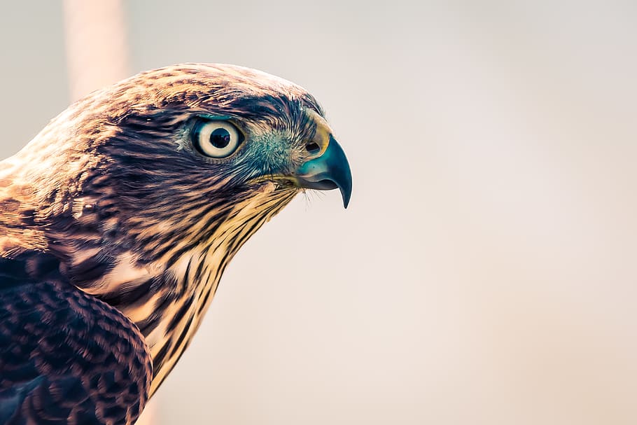 Selective Focus Photography of Falcon, animal, blurred background HD wallpaper