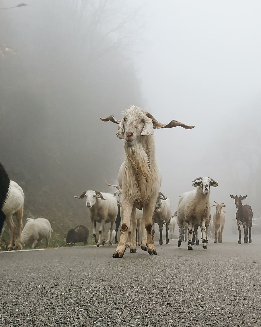 espanya, catalunya, animal, domestic animals, group of animals HD wallpaper