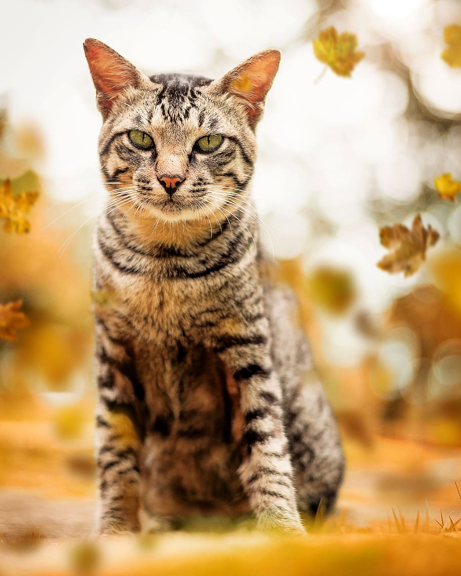 Selective Focus Photography Of Tabby Cat, adorable, animal, cute