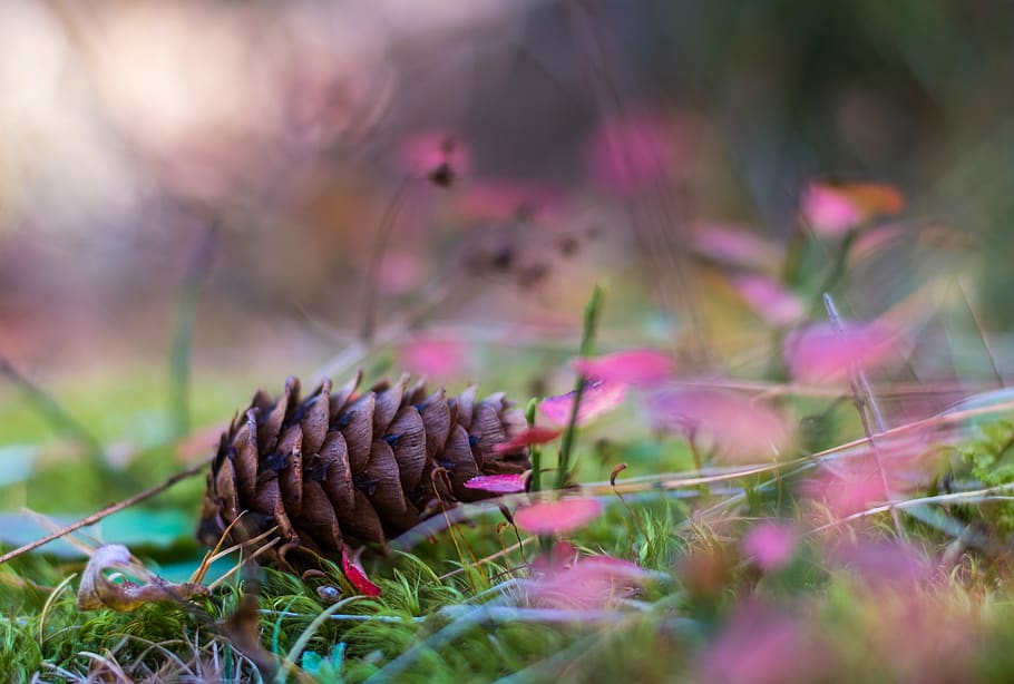 italy, singlin, grass, stone, forest flowers, pines, trees HD wallpaper