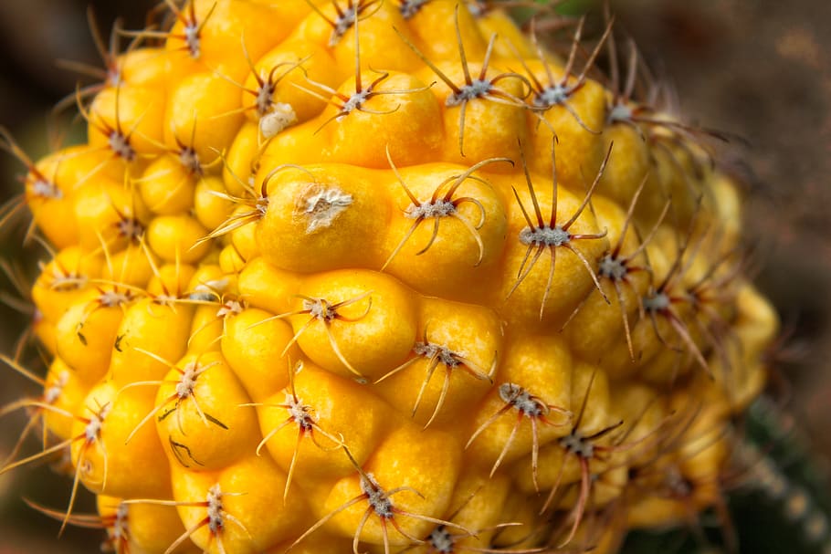 china, guangdong, yellow, food, freshness, food and drink, healthy eating HD wallpaper