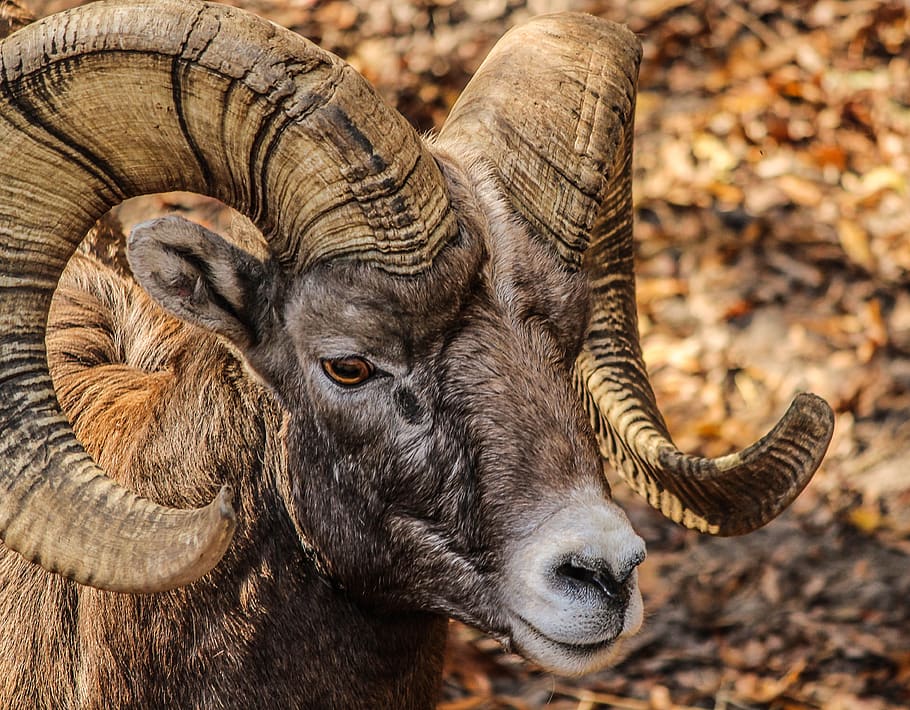 Black and Brown Ram Animal, bighorn ram, closeup, horns, male, HD wallpaper