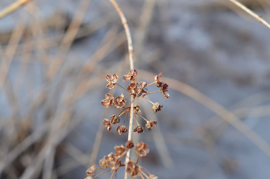 flower, pod, dry, dead, winter, plant, growth, beauty in nature HD wallpaper
