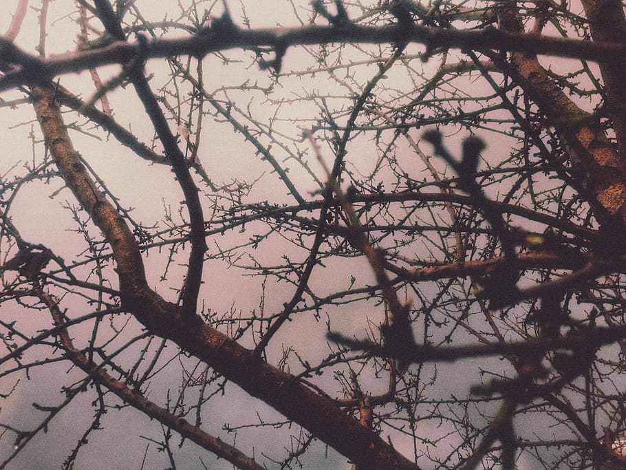 rain, tree, mist, cold, branch, plant, no people, nature, bare tree HD wallpaper