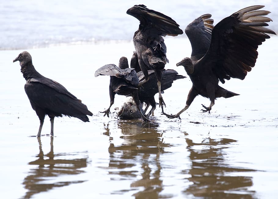 costa rica, group of animals, animal themes, bird, vertebrate HD wallpaper