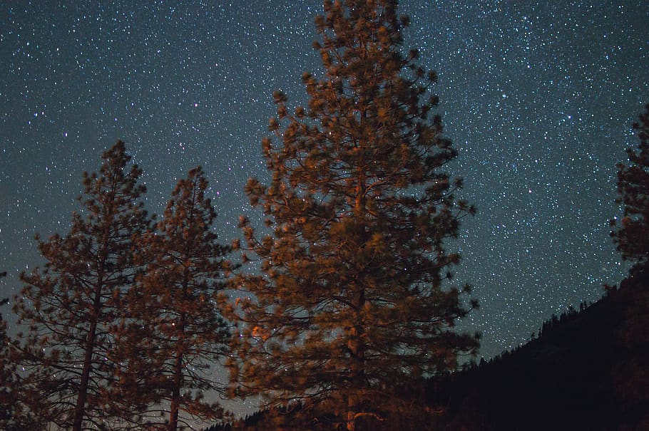 trees, stars, yosemite, star - space, night, astronomy, plant HD wallpaper