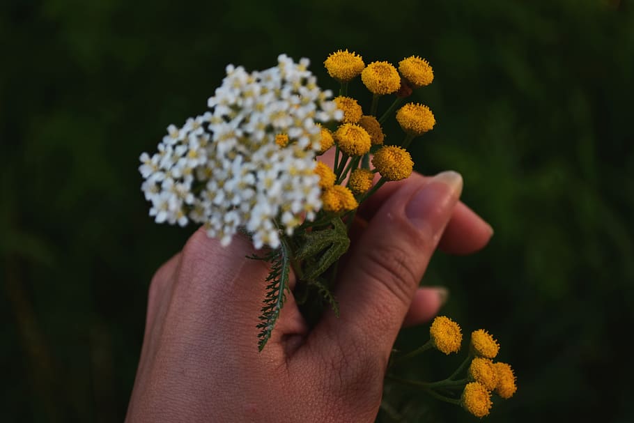 Selective Focus Photography of White and Yellow Flowers, beautiful HD wallpaper