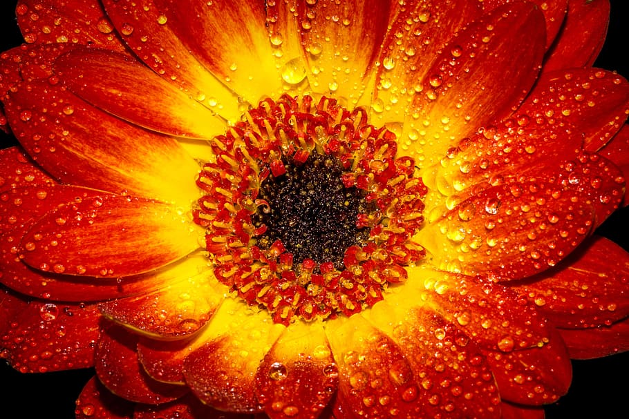 Red and Yellow Flower With Water Sprinkles, bloom, blossom, close-up HD wallpaper
