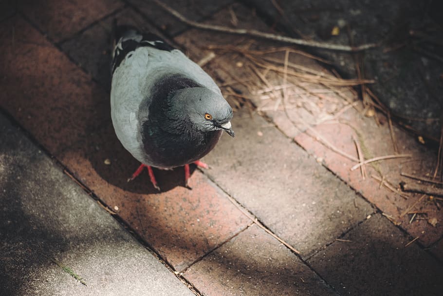 gray pigeon on brick ground, animal, bird, dove, pidgeon, grey HD wallpaper