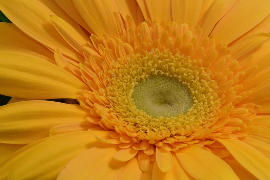 gerbera, flower, blossom, bloom, summer, close up, flowering plant HD wallpaper
