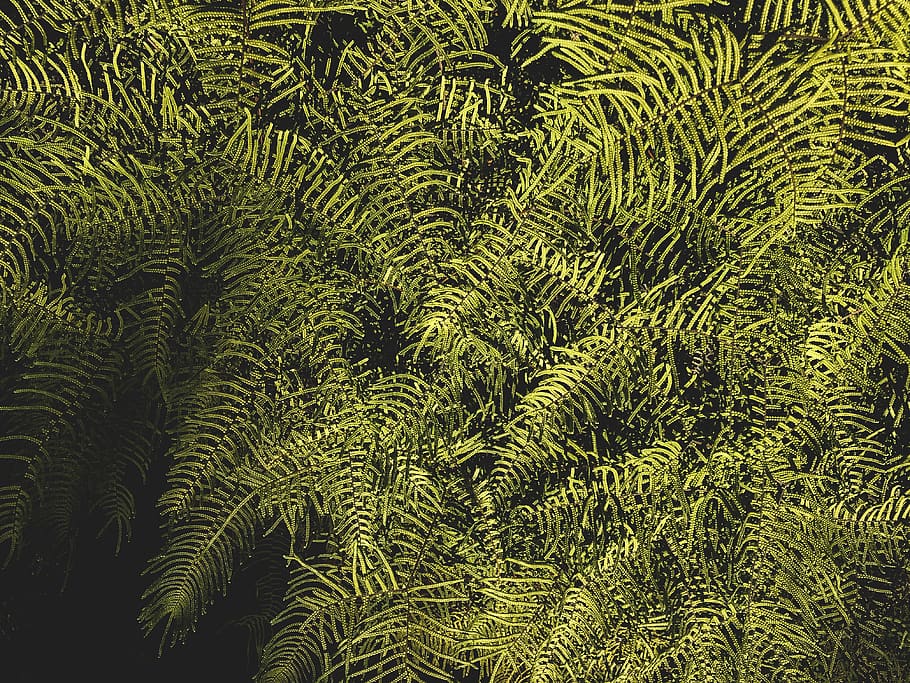 green leafed plants, growth, green color, tree, backgrounds, beauty in nature HD wallpaper