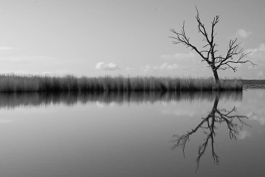 netherlands, eemnes, tree, water, landscape, reflection, lake HD wallpaper