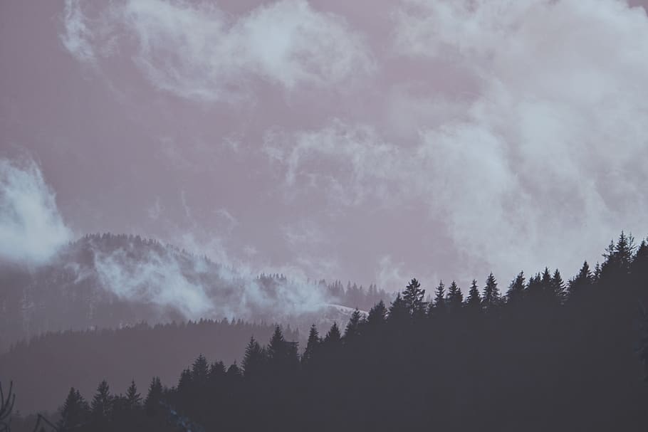 Silhouette Photo Of Trees , 4k wallpaper, cloudy, dark, environment HD wallpaper