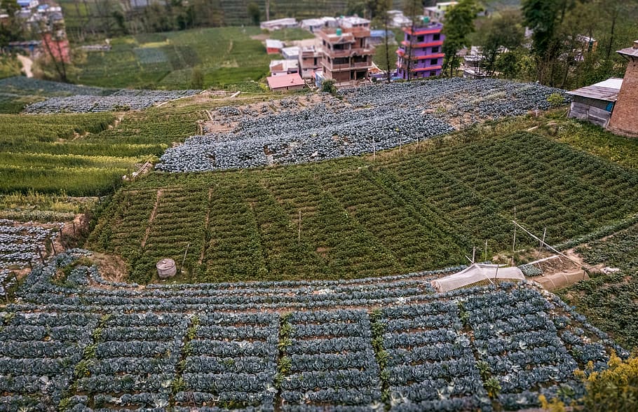 nepal, bhaktapur, plant, land, growth, agriculture, field, landscape HD wallpaper