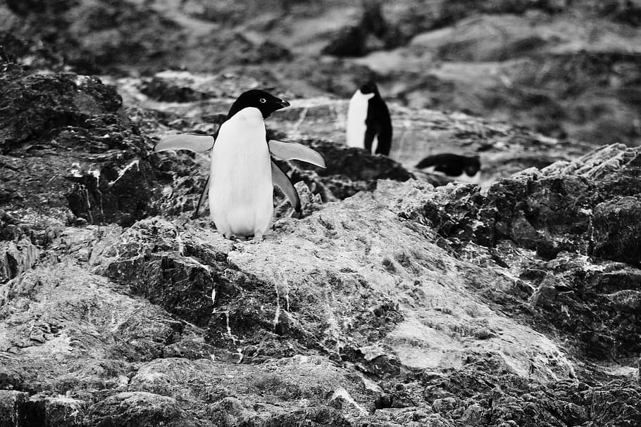 grayscale penguin, animals in the wild, bird, animal wildlife HD wallpaper