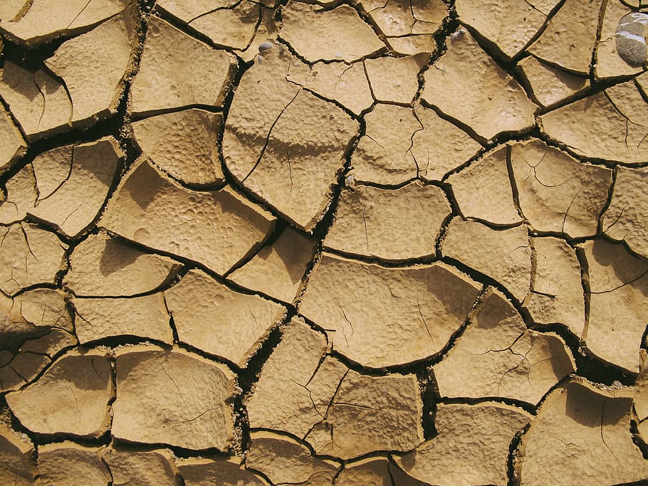 brown soil, ground, mud, texture, driftwood, samurai, fungus HD wallpaper