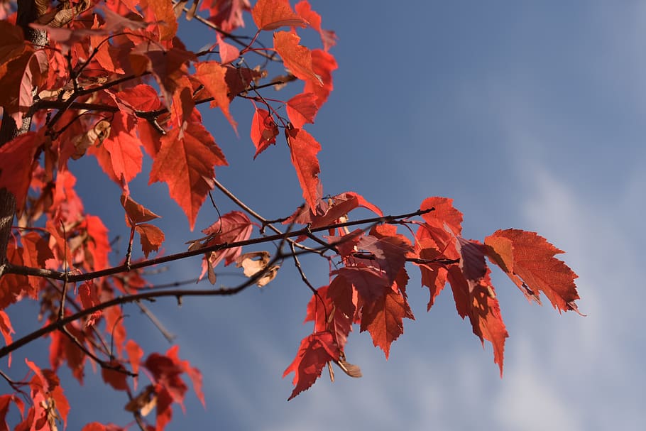 red, maple, autumn, foliage, leaves, sheet, nature, color, in the fall of, HD wallpaper