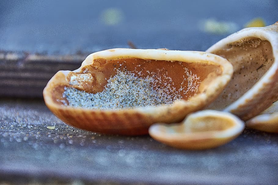 seashell, sand, marine, molluscum, food and drink, freshness HD wallpaper