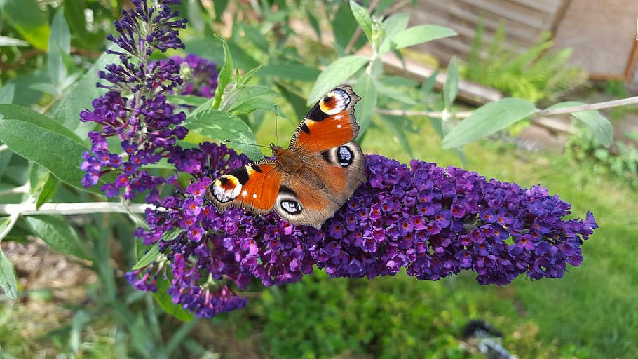 germany, summer, spring, lilac, nature, butterfly, flower, flowering plant HD wallpaper