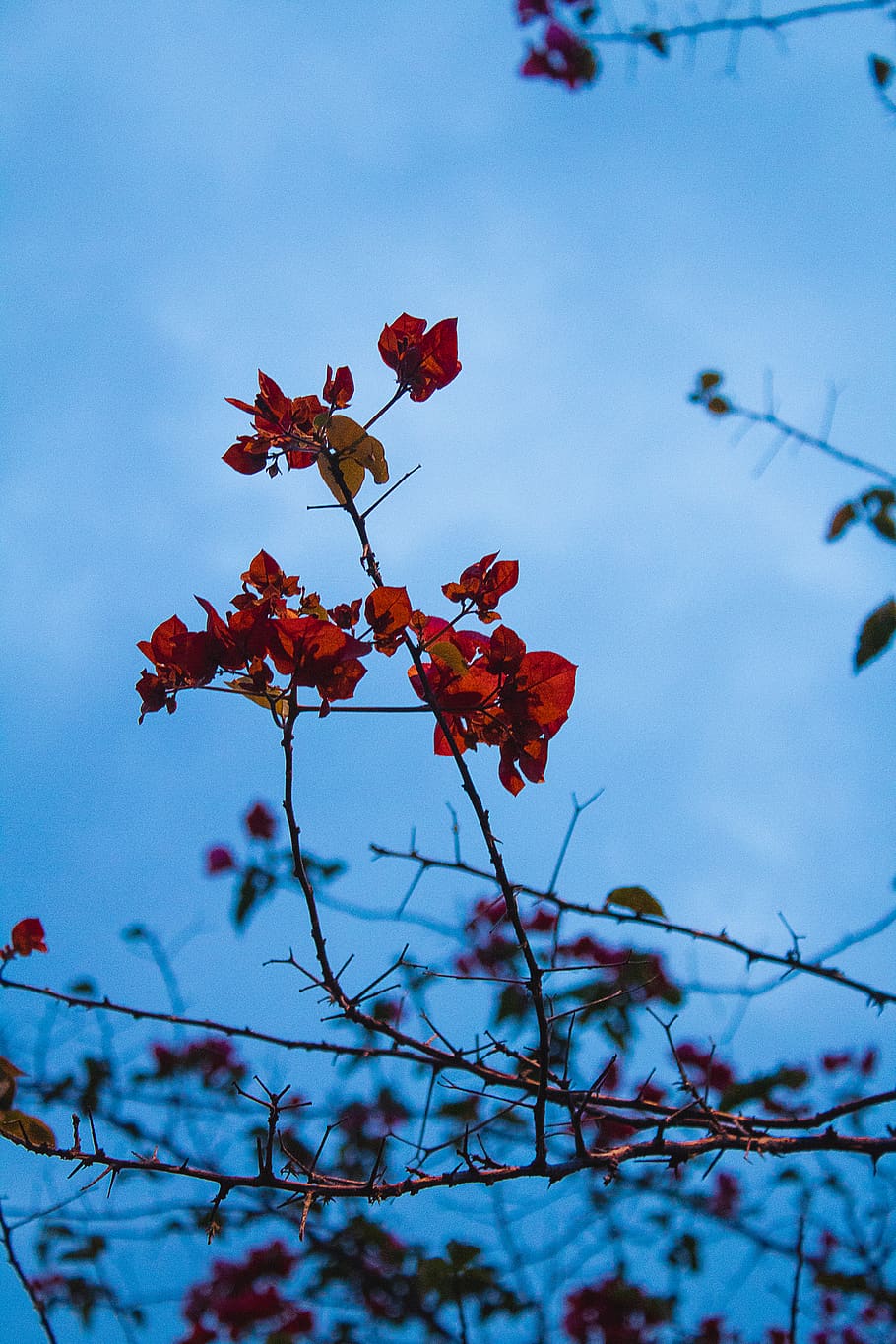 flower, tree, sky, blue, pink, rose, red, plant, growth, beauty in nature HD wallpaper