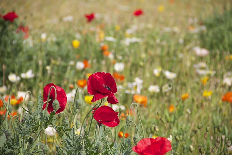 Red Orange and White Roses on a Grassfield during Daytime, bloom HD wallpaper