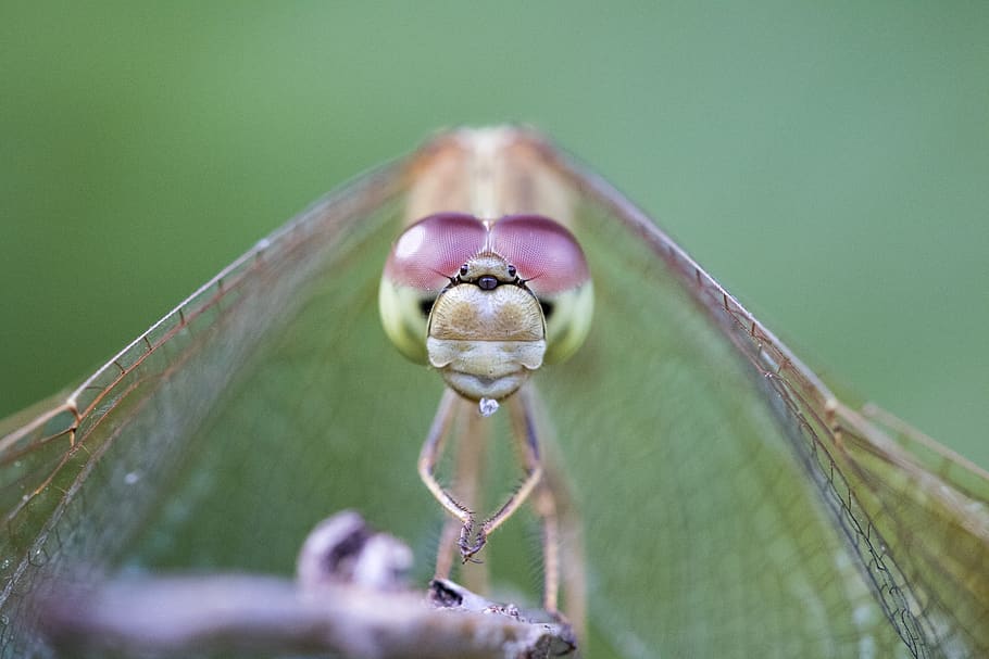 green dragonfly, animal themes, one animal, close-up, animal wildlife HD wallpaper