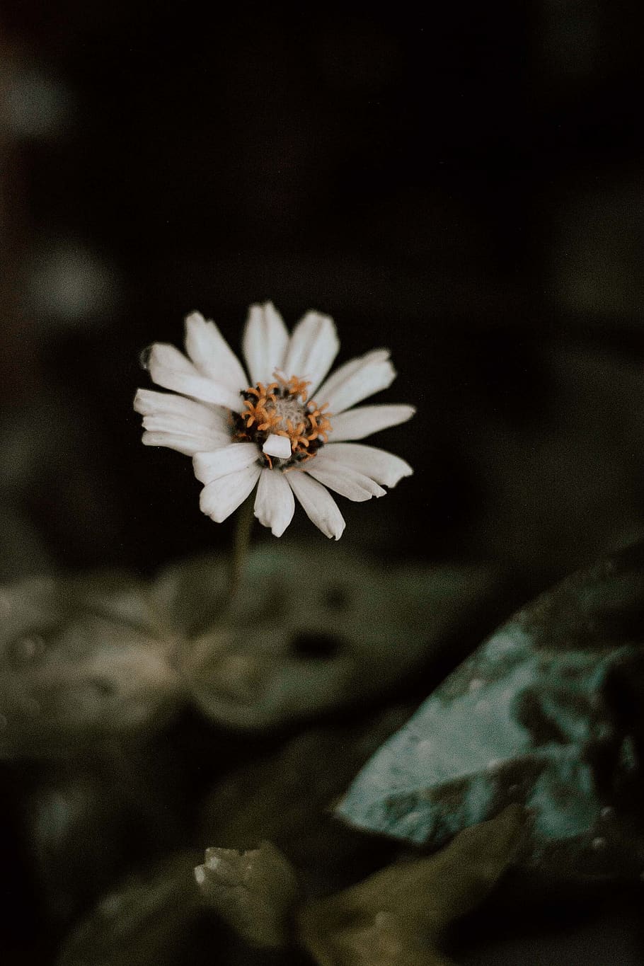 Macro Photography of White Flowers, beautiful, bloom, blooming HD wallpaper