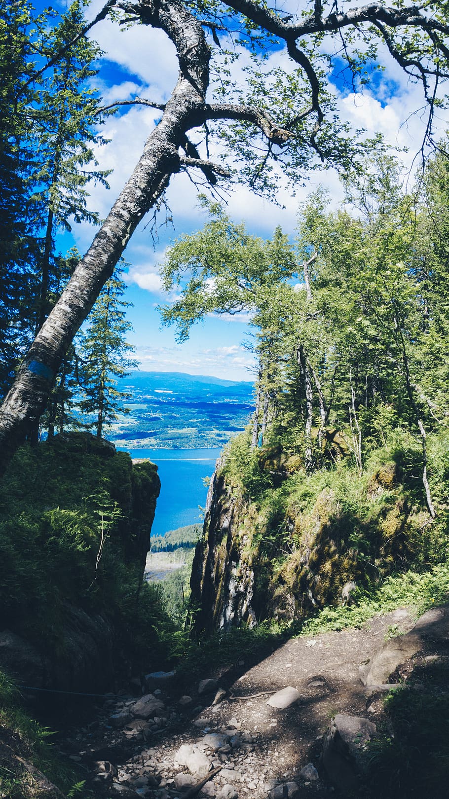 trees, forest, hill, climb, hike, trail, mountain, mountains HD wallpaper