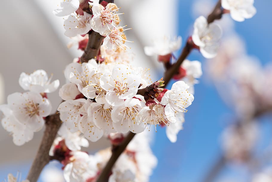flowers, white, branches, bloom, spring, apricot tree, apricot tree flowers HD wallpaper