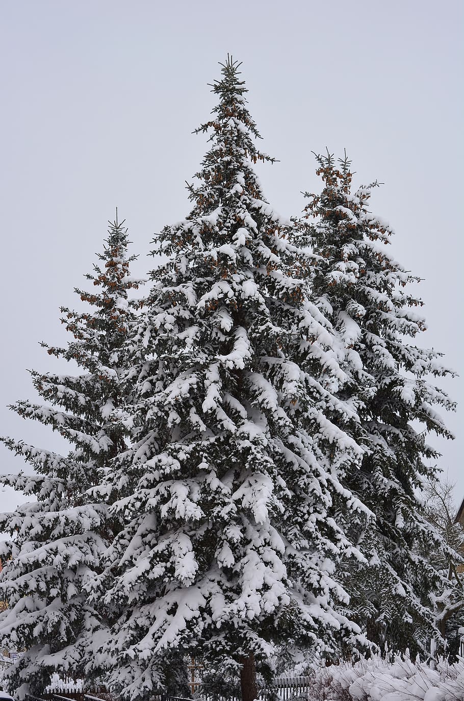 winter, snow, nature, cold, tree, cold temperature, plant, beauty in nature HD wallpaper