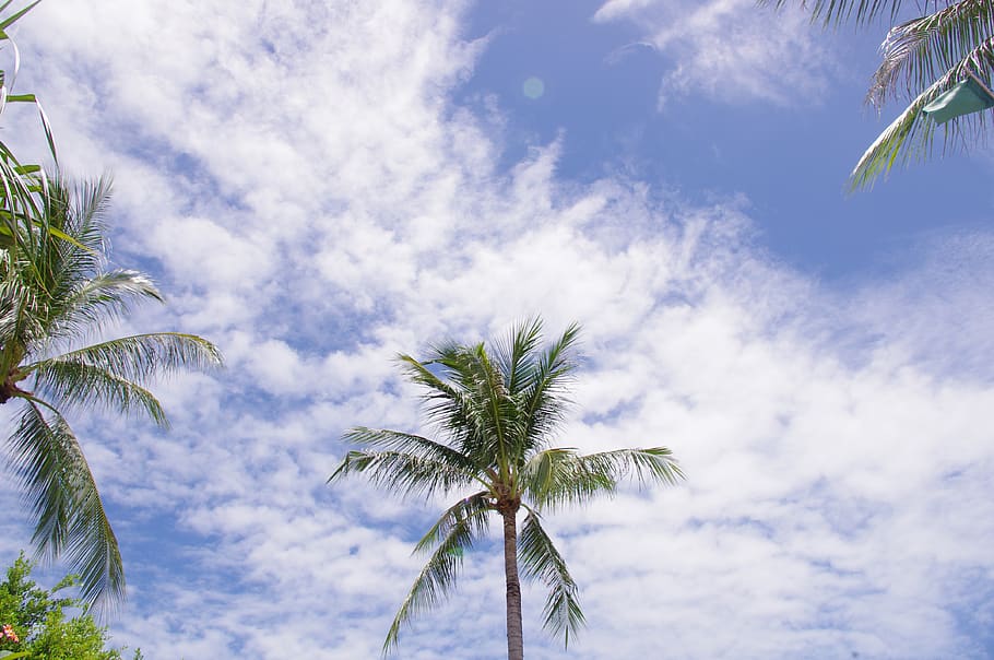 palm tree, blue sky, summer, beach, sunny, clouds, tropical climate HD wallpaper