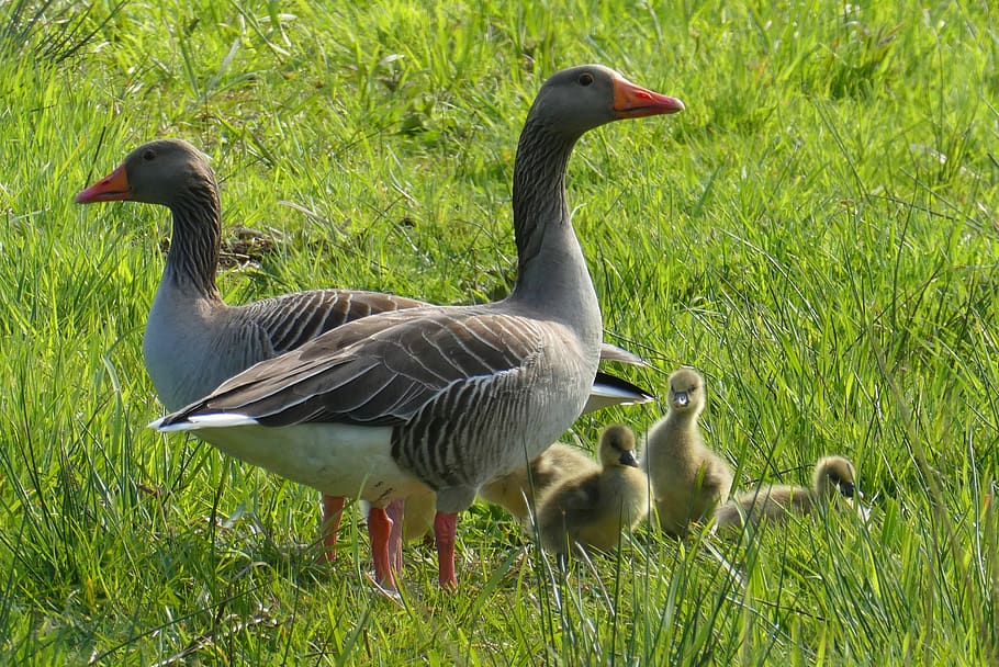 geese, chicks, bird, goose, waterfowl, animal world, birds HD wallpaper