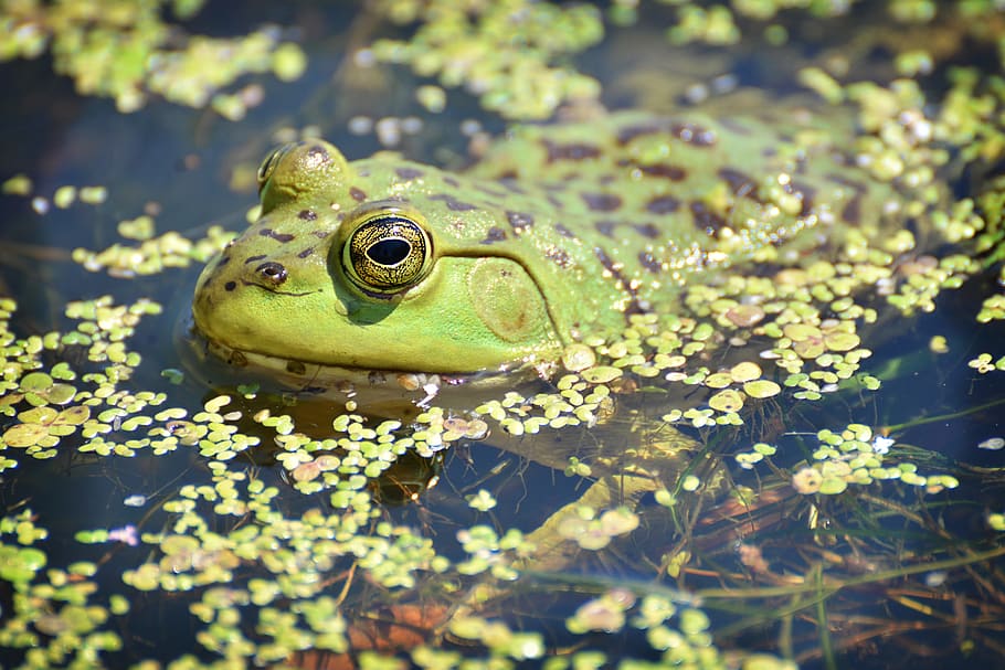 nature, water, pool, lake, amphibian, animal, animals in the wild HD wallpaper