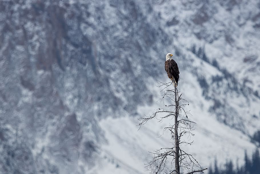 Eagle On Tree, animal, bald eagle, cold, perched, wildlife, bird HD wallpaper