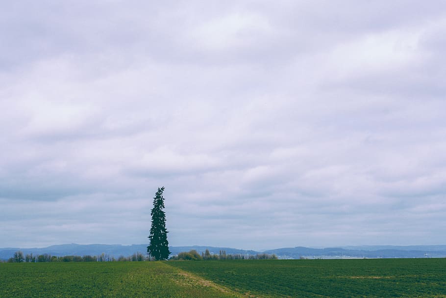 green tree under cloudy sky, outdoors, field, grassland, plant HD wallpaper