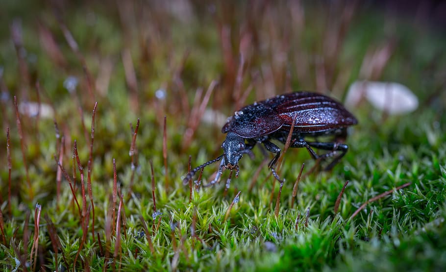 Black Ground Beetle on Green Grass in Closeup Photography, animal HD wallpaper