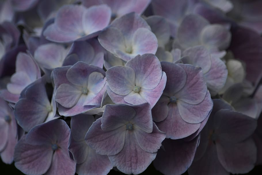 flowers, hydrangea, flora, blue, summer, garden, violet, petals HD wallpaper