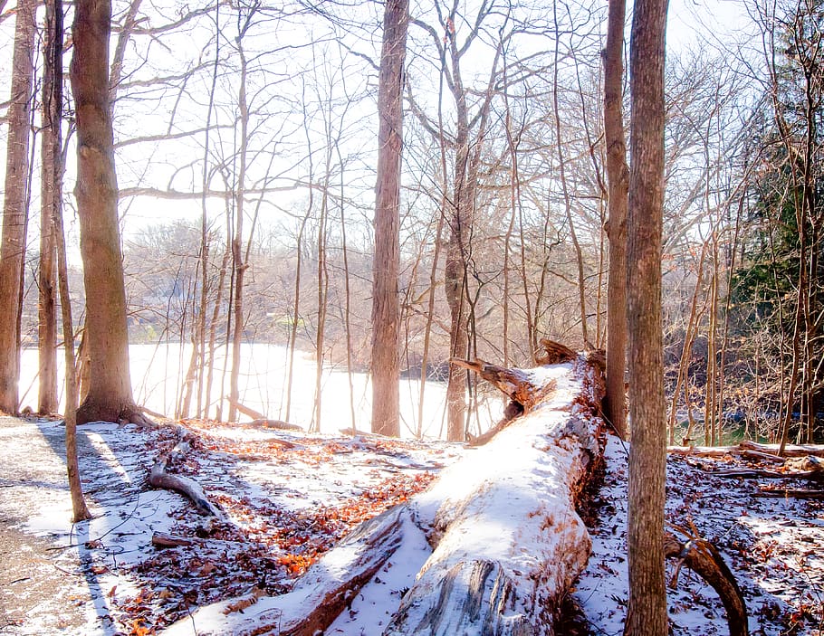 trees, lake, woods, forest, winter, color, snow, land, plant HD wallpaper