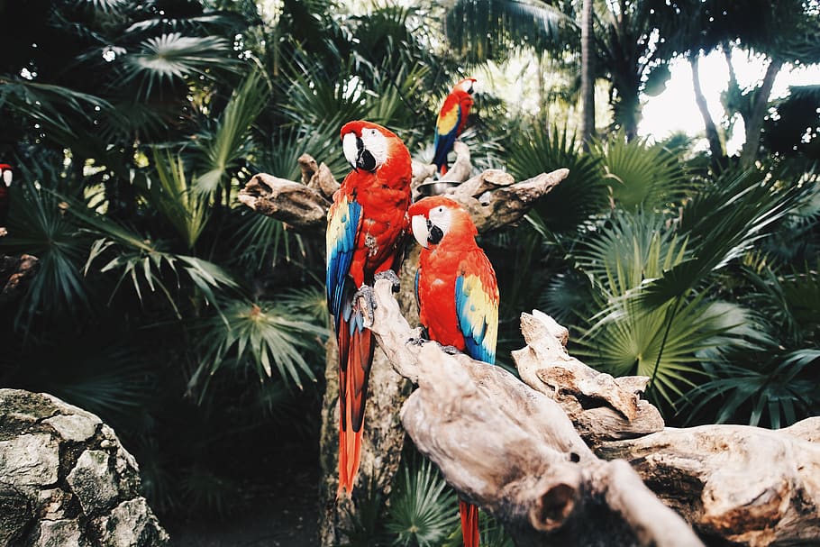 birds, sony, nature, trees, animals, colors, forest, colorful HD wallpaper