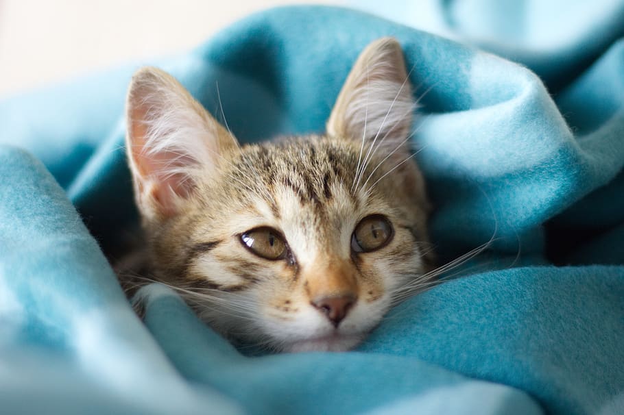 kitten, cat, pet, cute, kitty, adorable, blanket, looking, eyes, HD wallpaper