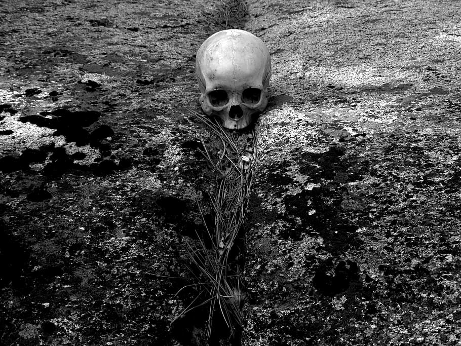 skull, human, human skull, death, forest, pine needles, boulder HD wallpaper