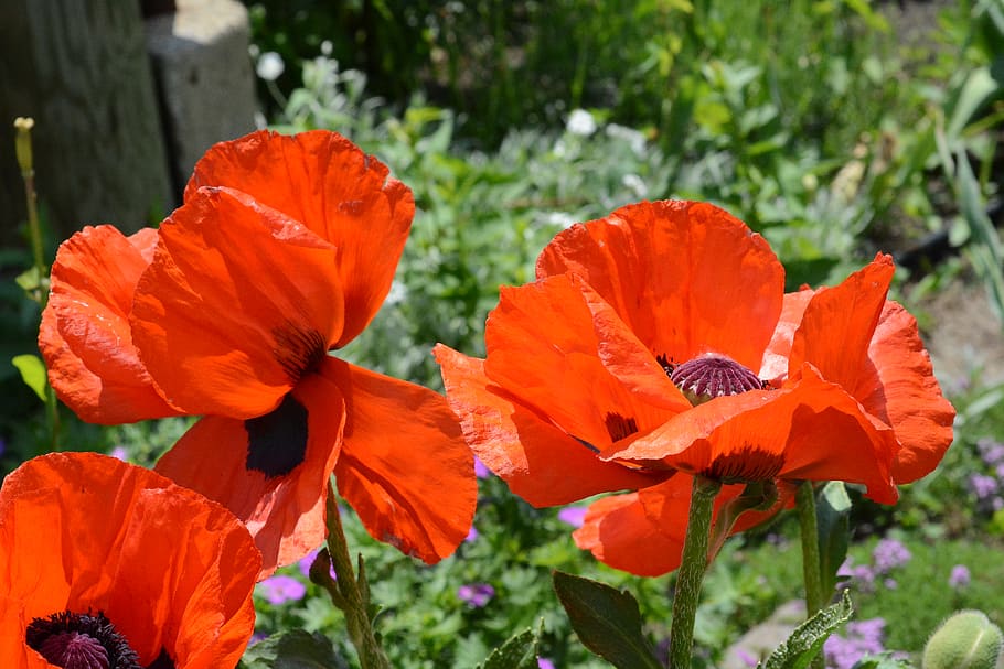 canada, montreal, lachine, spring, colors, poppies, shadows HD wallpaper
