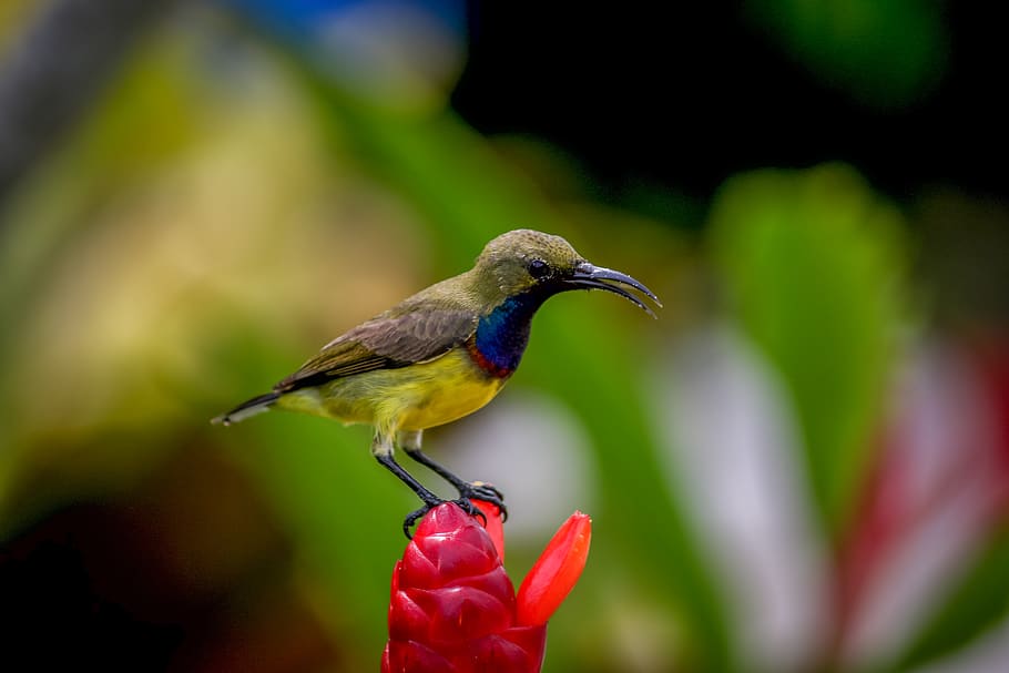 shallow focus photography of bird on red flower, phuket, thailand