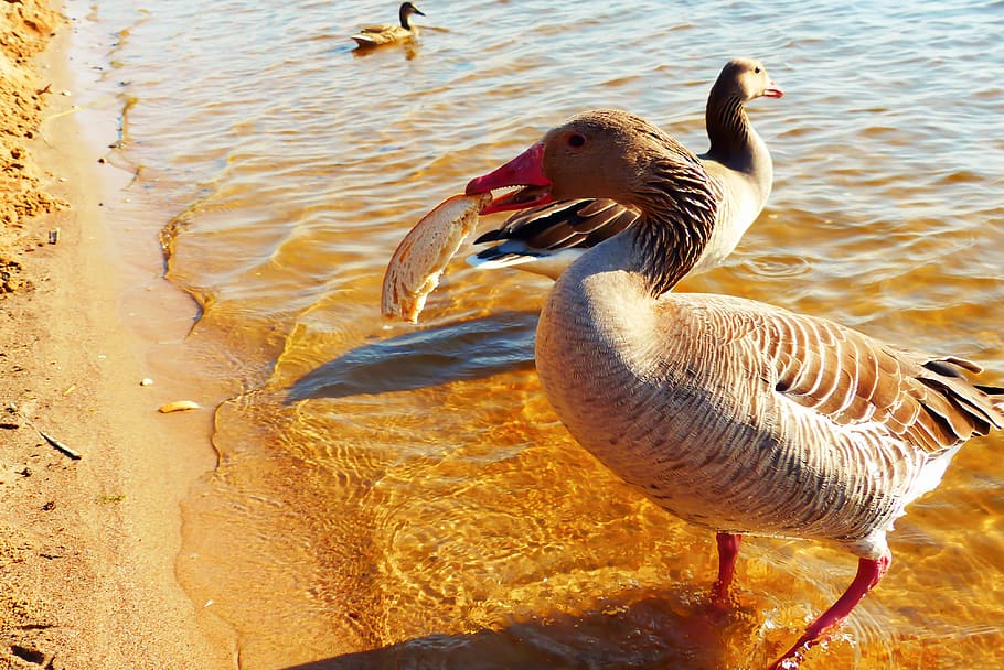 bird, water, animal themes, animals in the wild, animal wildlife HD wallpaper