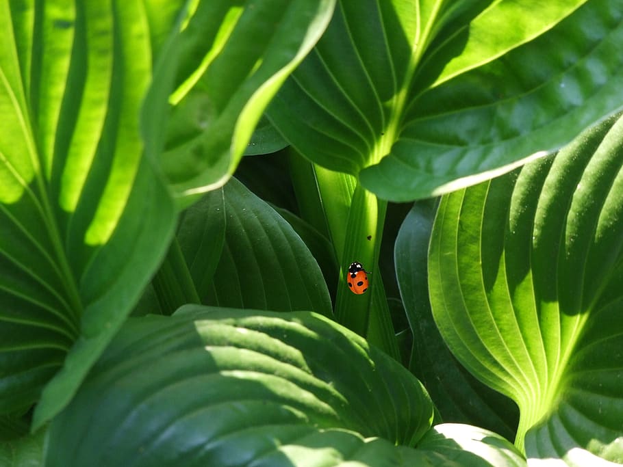 Orange and Black Beetle, bug, green, insect, ladybird, ladybug HD wallpaper